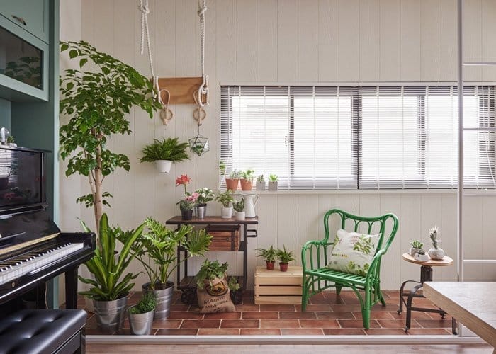 plante de apartament